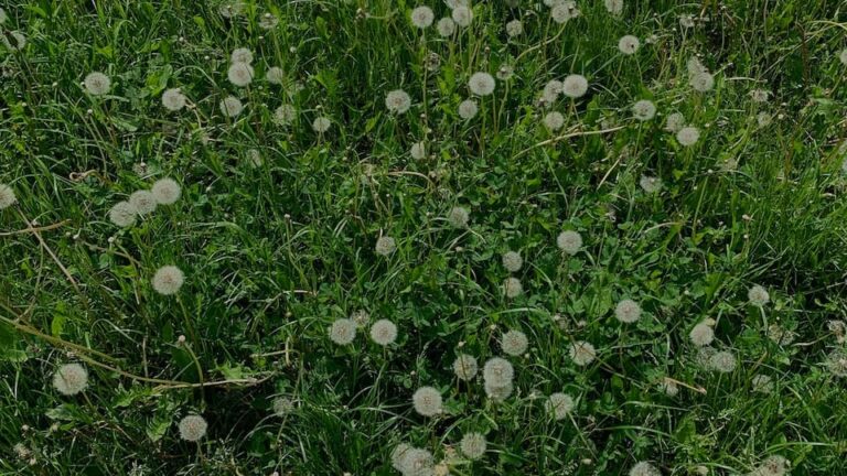 Unkrautbrenner: Welche Vor-und Nachteile hat er und wie setze ich ihn richtig ein?