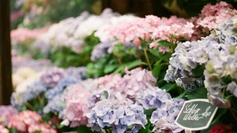 Wann kann ich meine Samthortensie schneiden und wie mache ich es richtig