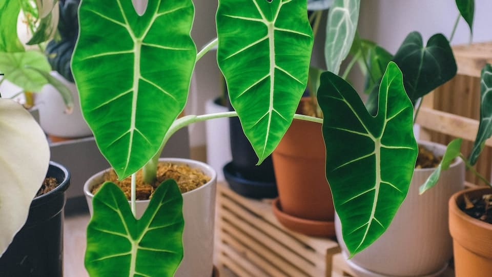 Warum ist der neue Trieb der Alocasia weich? Tipps und Lösung