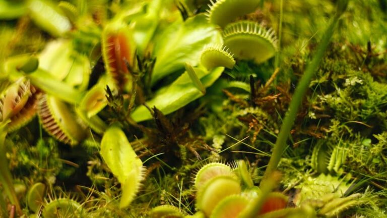 Welche Lampe sollte für Karnivoren verwendet werden?