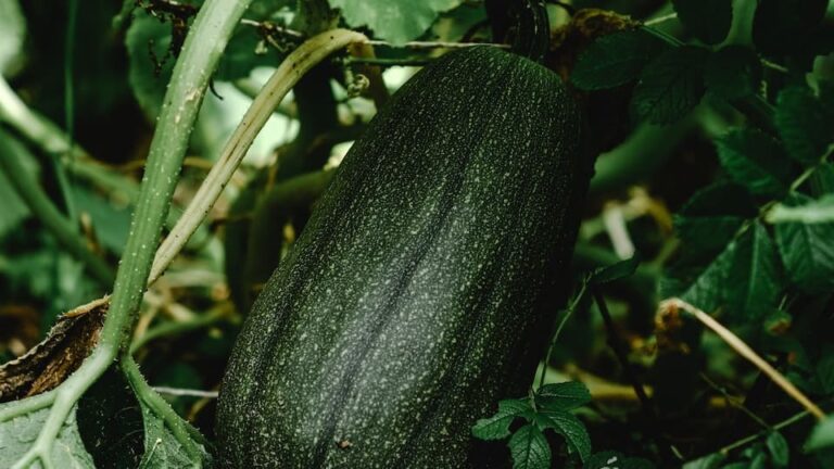 Zucchini treibt zu schnell aus - wann sollte man umtopfen?