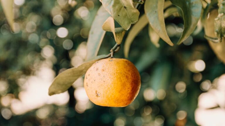 Zwergobstbäume 6 Tipps zu Sorten, Standort, Pflanzzeit, Schnitt, Pflege und Ernte