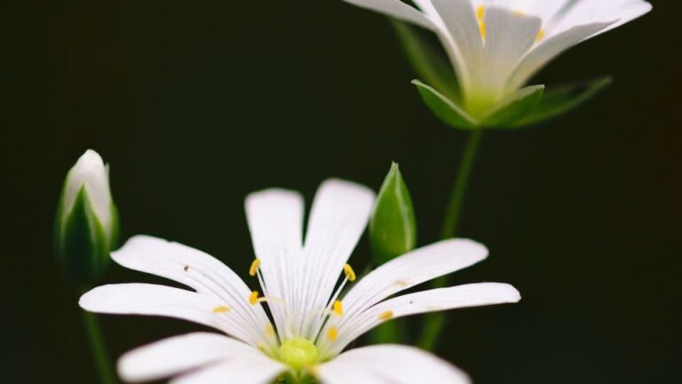 Augentrost: Was muss ich tun, damit diese alte Heilpflanze in meinem Garten gedeiht?