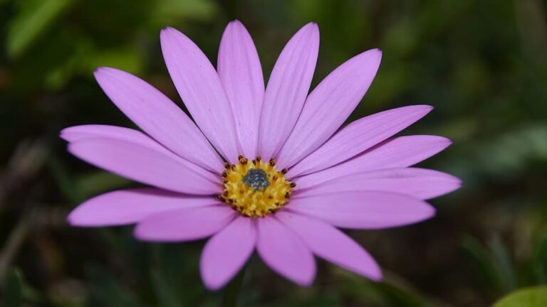 Kapmargerite: ein prächtiger Dauerblüher für Garten, Terrasse und Balkon