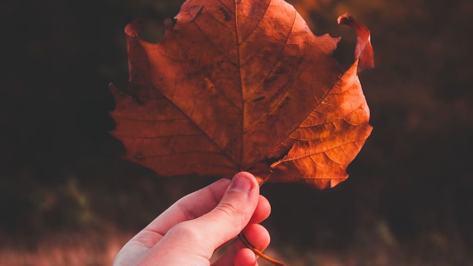 Laubfärbung bei der Eiche: So entwickelt sich der prachtvolle Baum