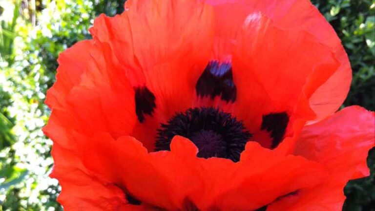 Mohn: große Blüte, auffällig, hübsch, aber regenanfällig