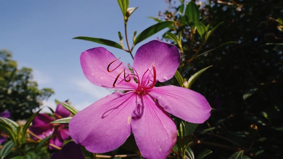 Tibouchina: anspruchvolle, exotische Besonderheit im Garten, braucht viel Sonne und Aufmerksamkeit