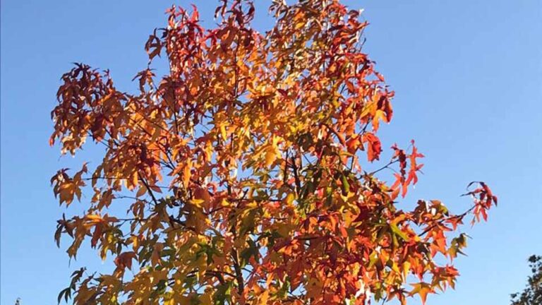 Tipps zum Amberbaum schöne Herbstfärbung