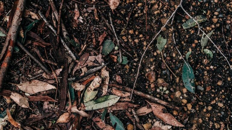 Vorbereitung der Erde für neue Rasenfläche: Darauf ist zu achten