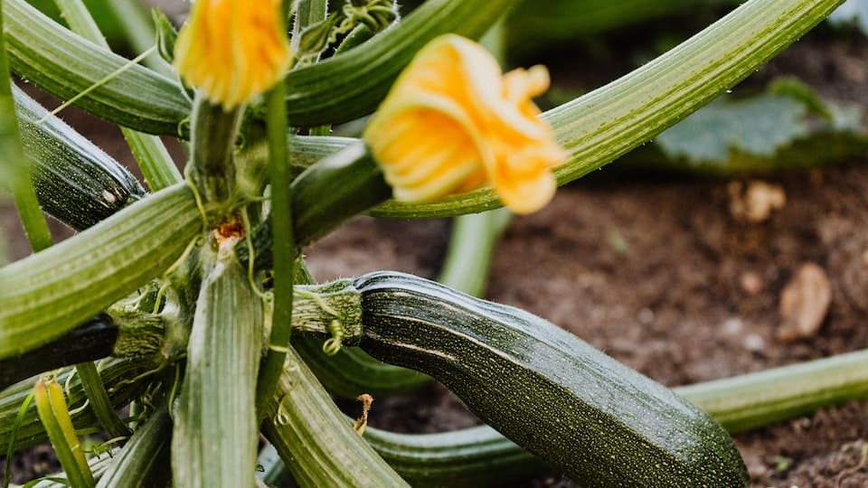 Zucchini-Samen keimt nicht: Was kann man tun?