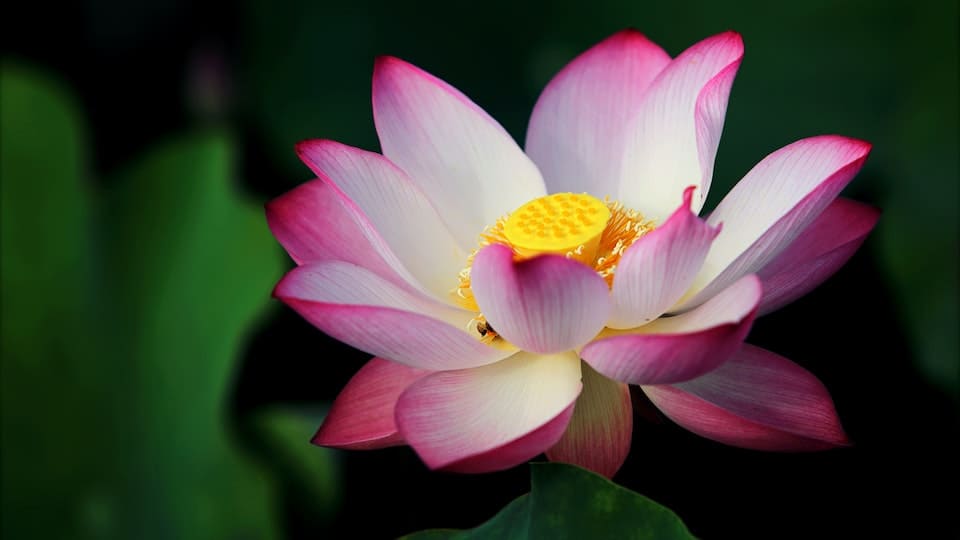 Zwergseerose: rote, leuchtende Blüten -ein Hingucker auf jedem Gartenteich