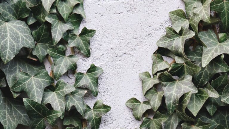 Efeutute Kann man einen Ableger aus einem Blatt machen Lösung