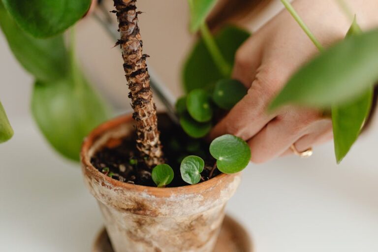 Hilfe bei Zimmerpflanze Pilea mit Trauermücken - Tipps