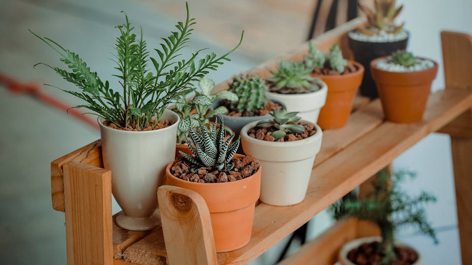 Monstera Deliciosa hat Schädlingsbefall - was kann man tun Tipps und Hinweise