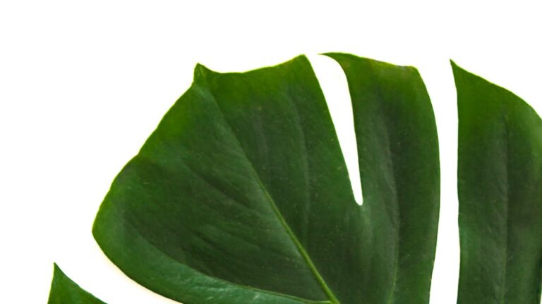 Monstera vom Rankstab entfernen - wie geht das Sollte man das machen