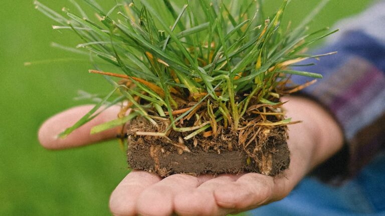 Muttererde ist nach dem Gießen matschig Mutterboden wässrig - was kann man tun