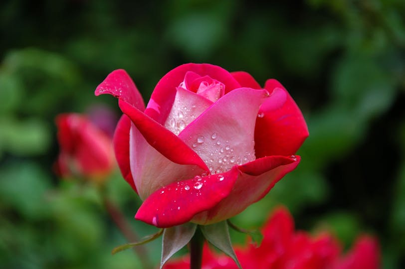 Rosen richtig schneiden So gedeihen Ihre Rosen prächtig.