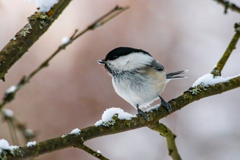 Vogelhaus für Meisen bauen - so geht's