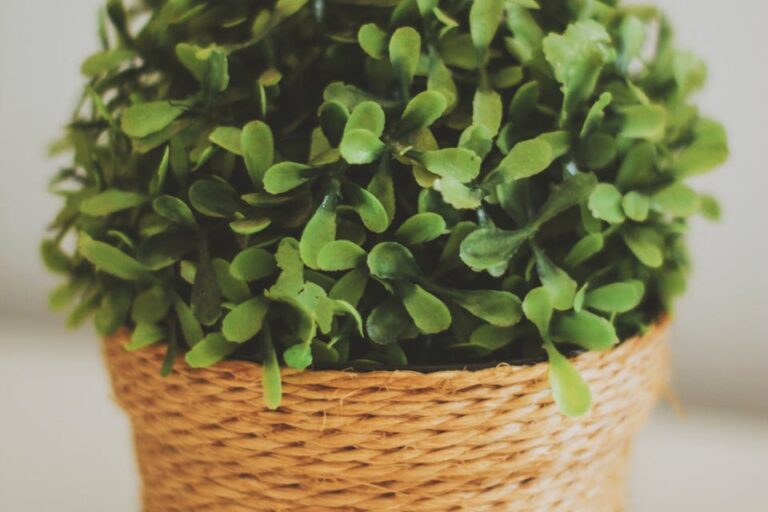 Zünsler aus Buchsbaum entfernen - wie geht man vor Lösung und Tipps