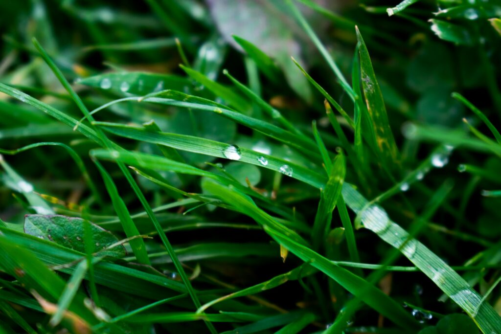 Wie kann man Moos im Rasen entfernen? Tipps und Lösung