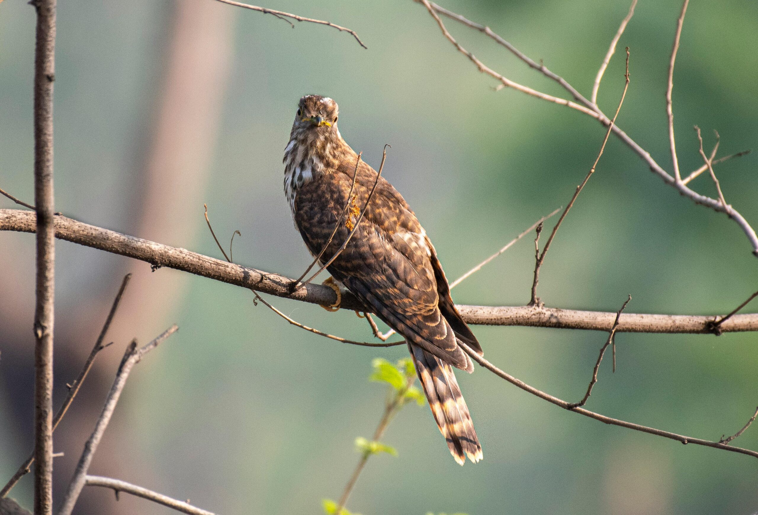 Welcher Vogel legt seine Eier in fremde Nester? Lösung