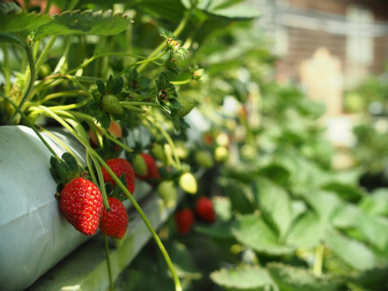 Erdbeerampel:perfekt für Balkon, Terrasse und kleine Gärten