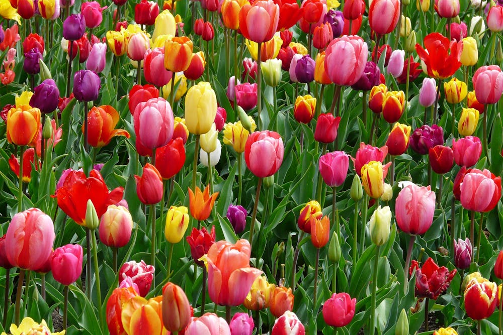 Gartenpflege im Sommer So vertrocknet keine Pflanze im Garten