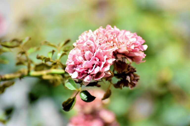 Geranie hat weiße, eingeknickte Blätter - ist die Pflanze krank?