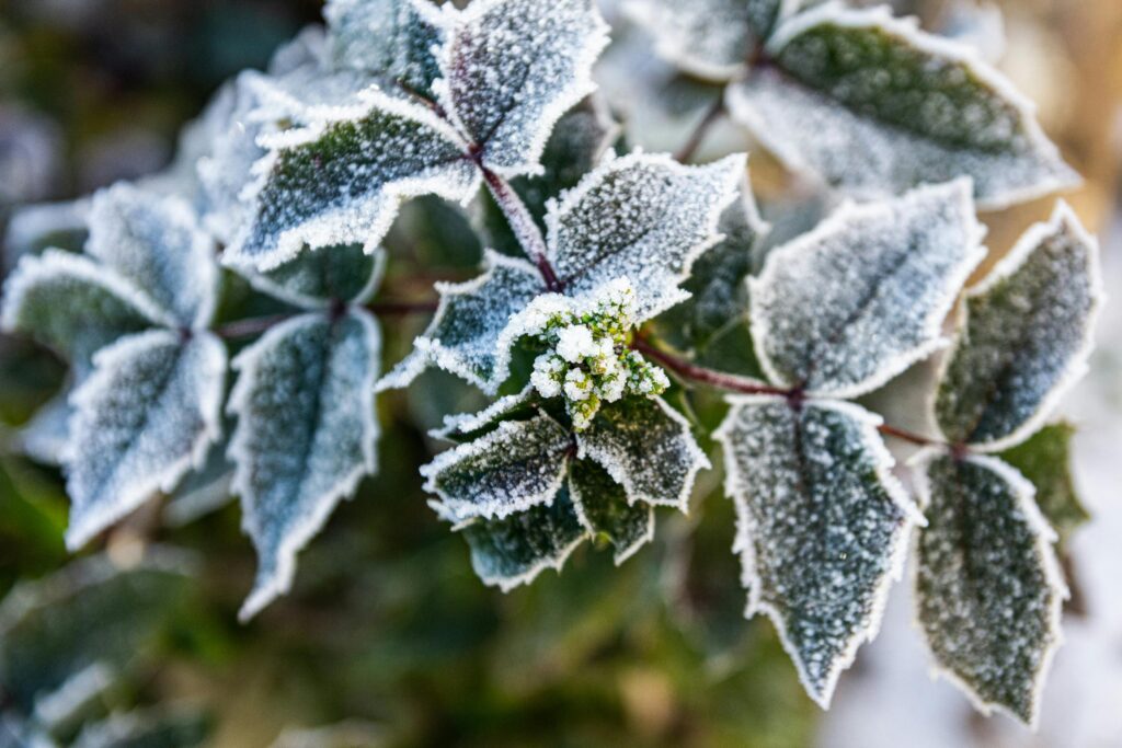 Frostschäden im Garten: Das kann im vorher und nachher tun