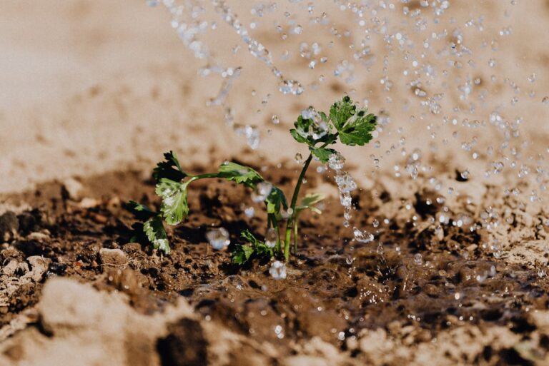 Bewässerungssystem verstopft durch Algen
