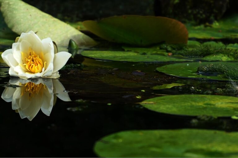Gartenteich verliert ständig Wasser