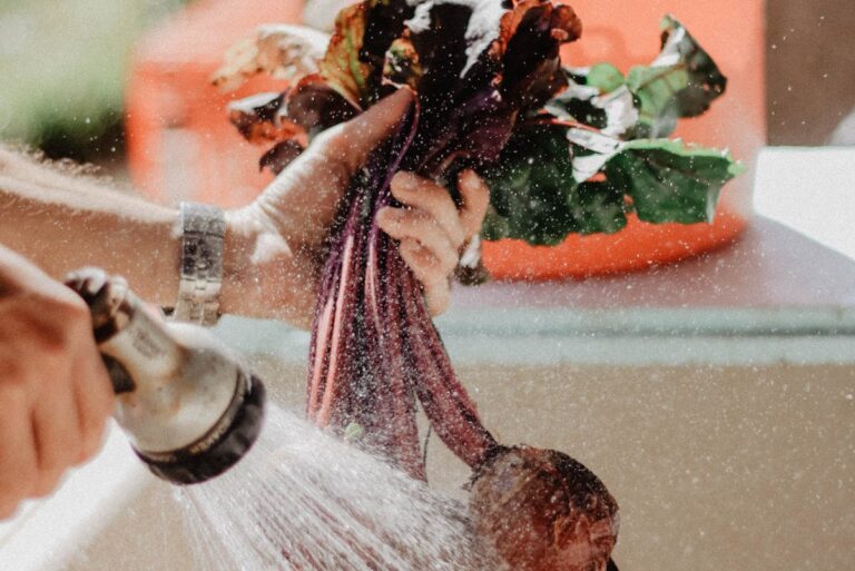 Hochbeet zieht Ameisen an