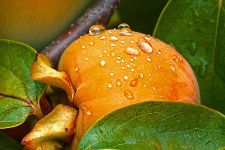 Obstbäume werden von Ameisen befallen