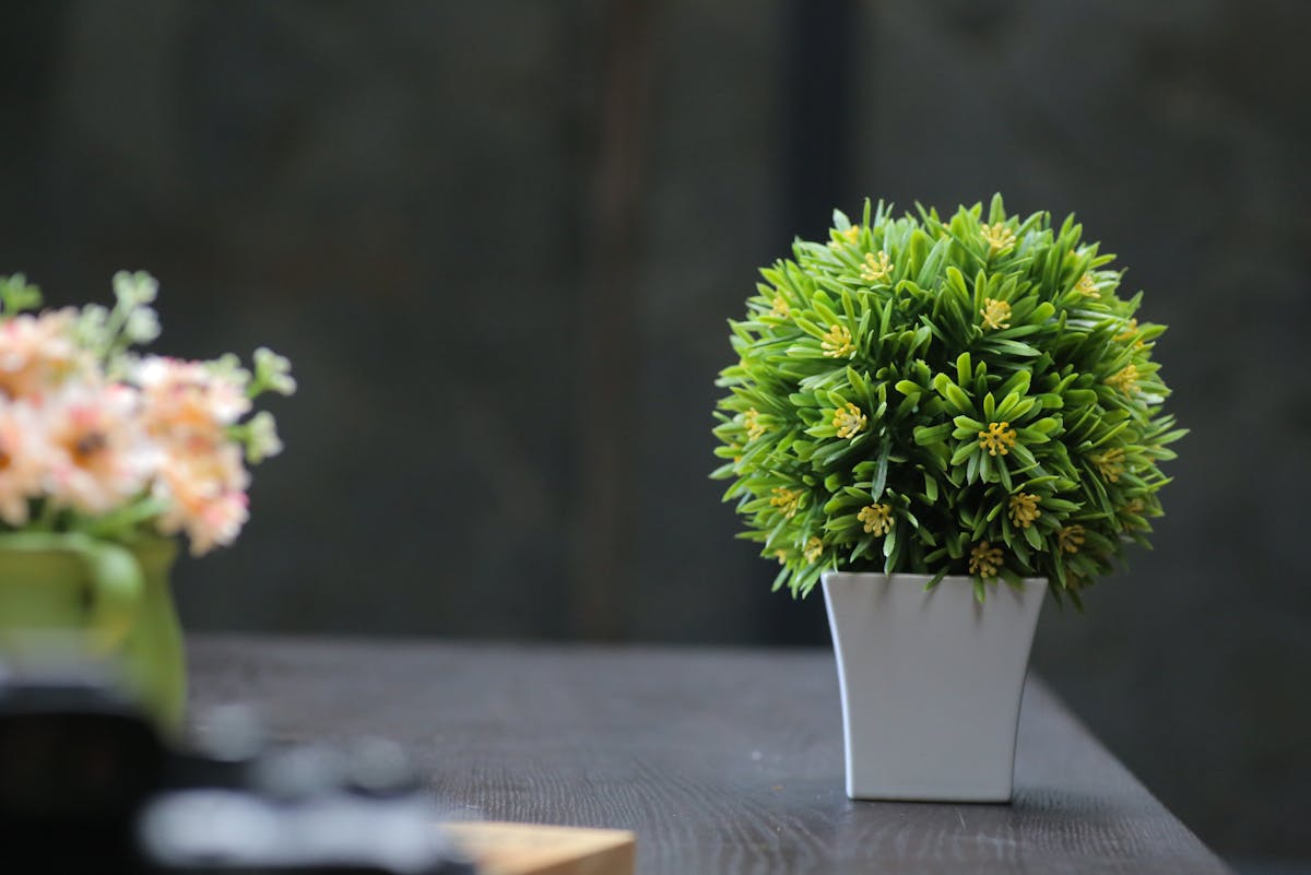 Pflanzen sterben trotz hochwertiger Blumenerde