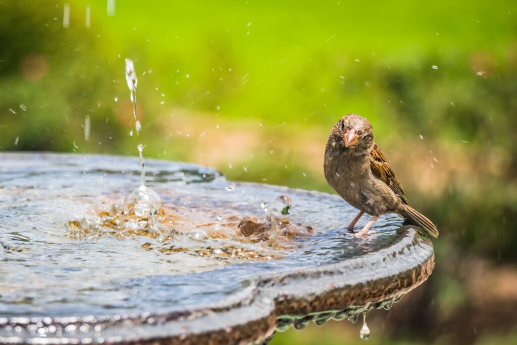 Vogeltränke verschmutzt zu schnell