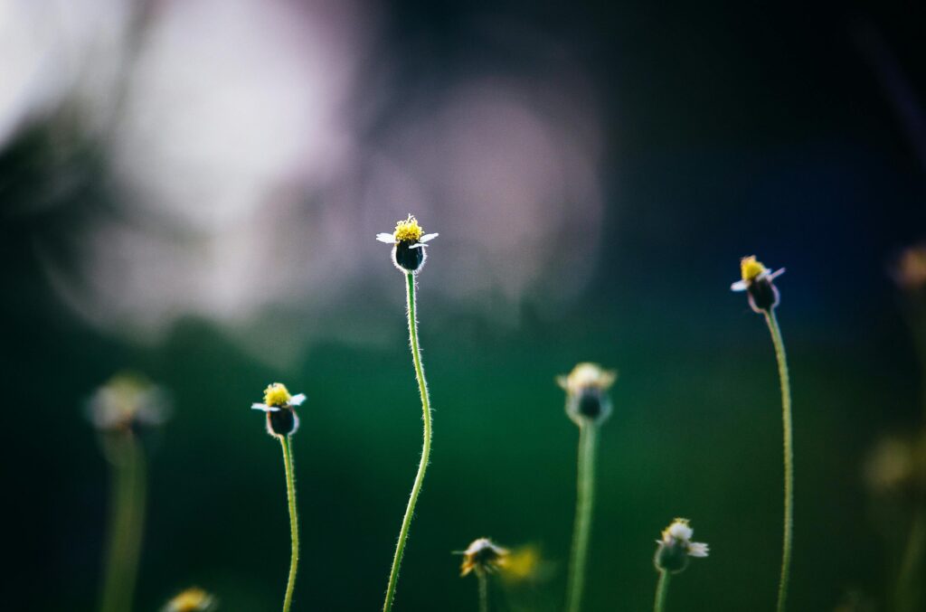 Blumenzwiebeln treiben nicht aus