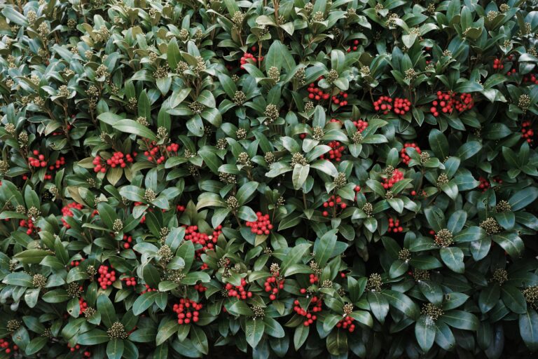 Beerensträucher werden von Vögeln leergefressen