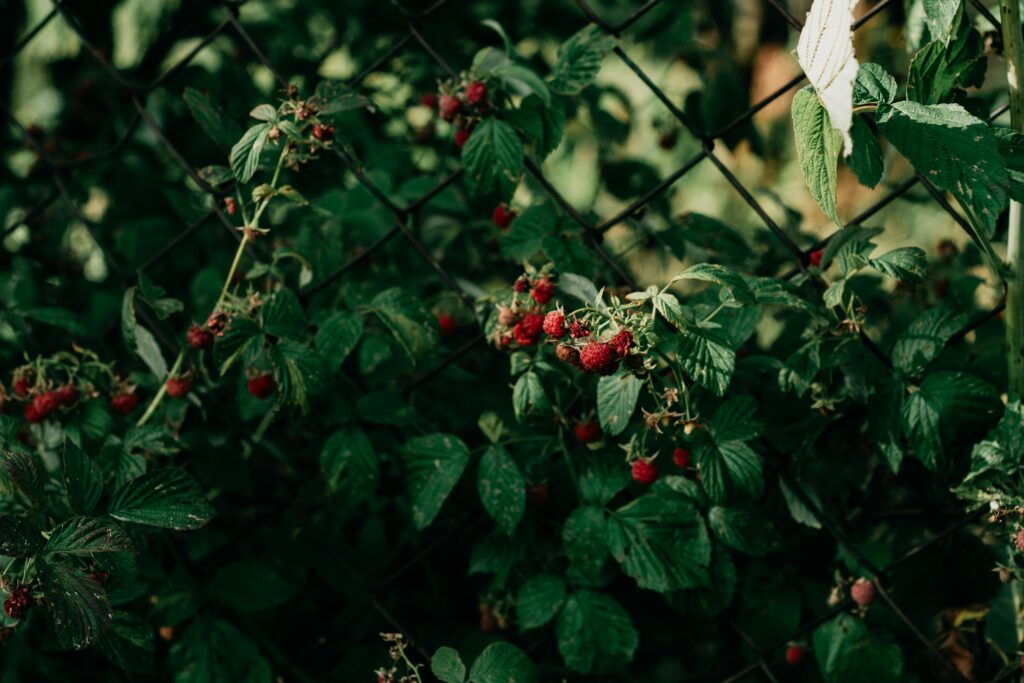 Himbeeren werden von Schimmel befallen
