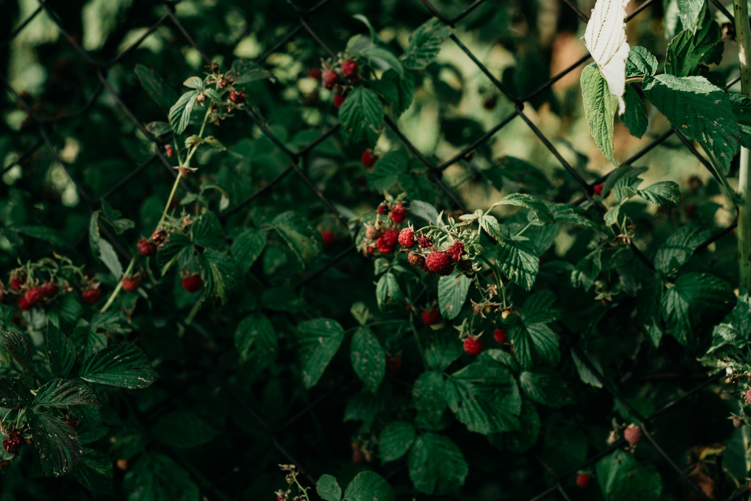 Himbeeren werden von Schimmel befallen