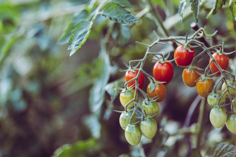 Tomatenpflanzen brechen unter dem Fruchtgewicht