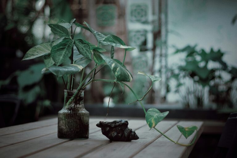 Terrassenpflanzen überleben den Winter nicht