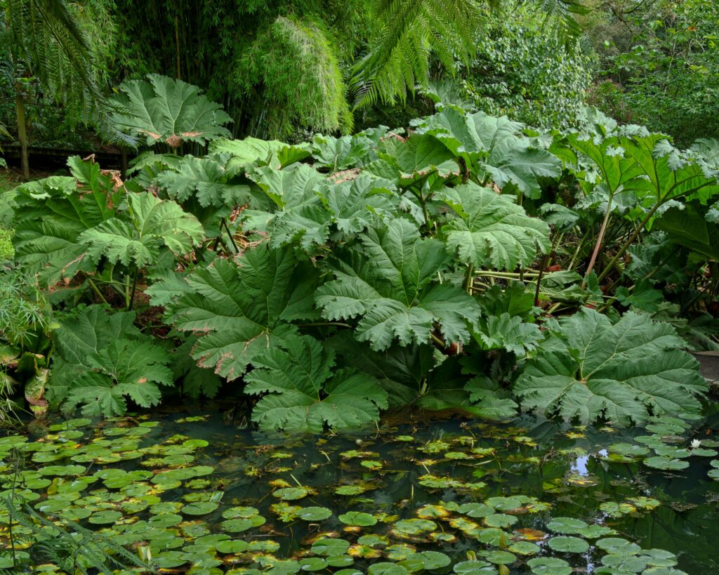 Gartenteich wird grün trotz Filteranlage