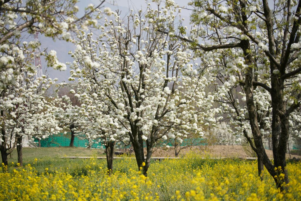 Obstbäume blühen, aber tragen keine Früchte