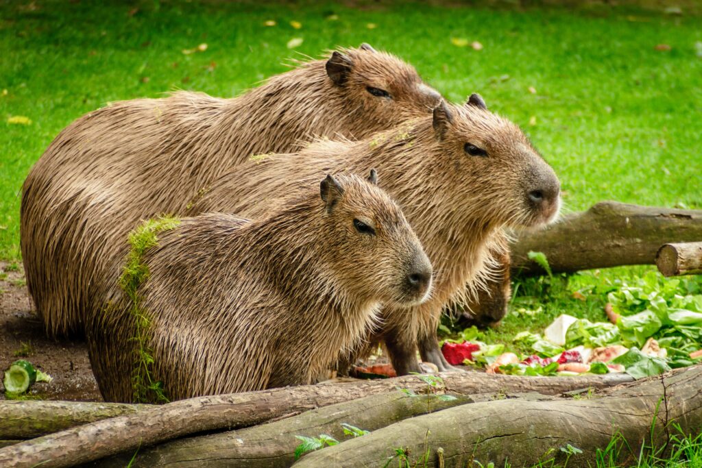 Hochbeet zieht Nagetiere an