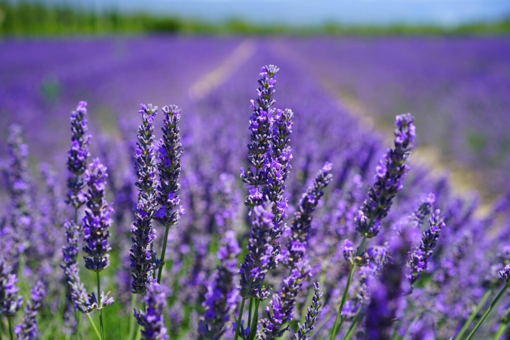 Lavendel vertrocknet trotz regelmäßigen Gießens
