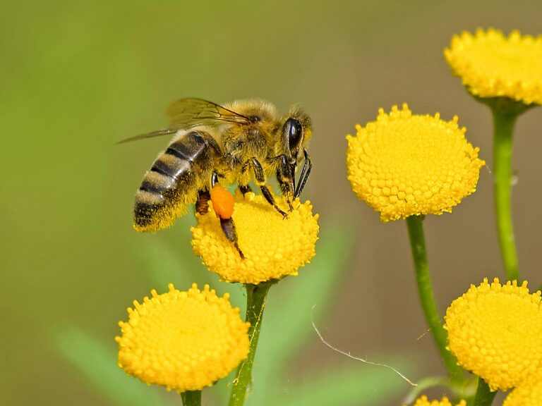 Bienen meiden Blüten trotz Blühpflanzen