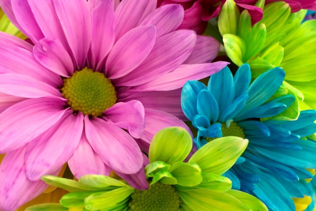 Blumen blühen nicht trotz richtiger Erde