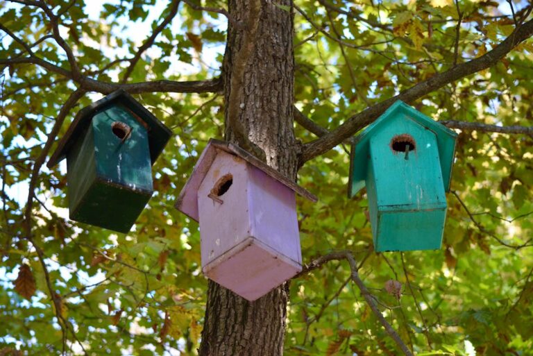 Vogelhaus bleibt unbewohnt trotz Futter