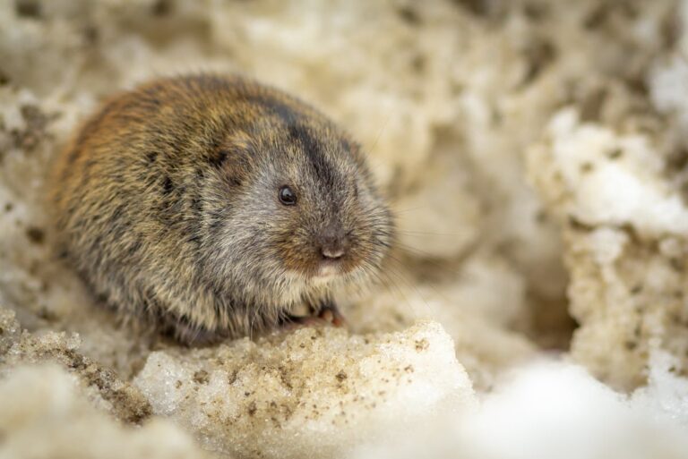 Wühlmäuse untergraben den ganzen Garten