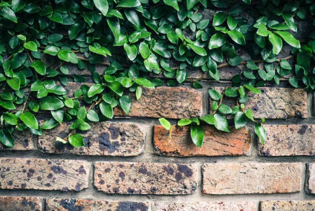 Gartenmauer bekommt plötzlich Risse